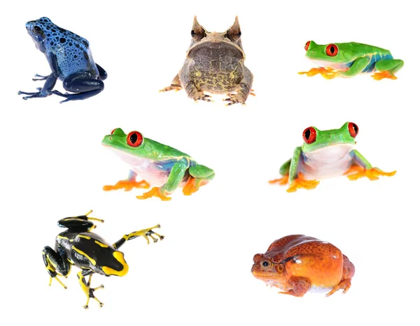 Cztery różne Żaby — Zdjęcie stockowe