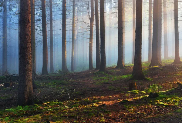 Solen strålar i en dimmig mystiskt skog — Stockfoto