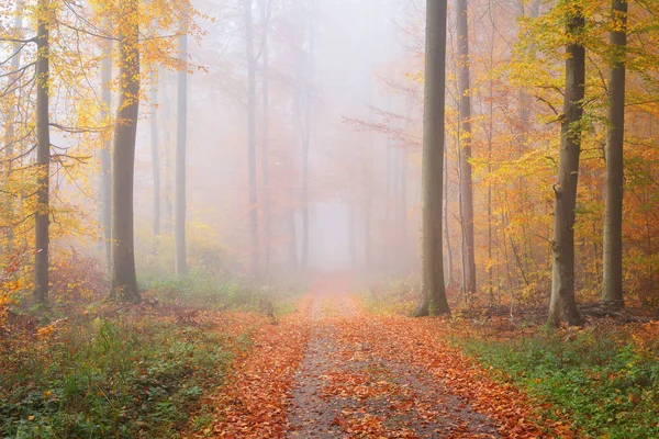 秋の森の神秘的な朝の霧 — ストック写真