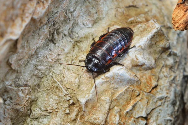 Black giant madagascar hissing cockroach — Stock Photo, Image