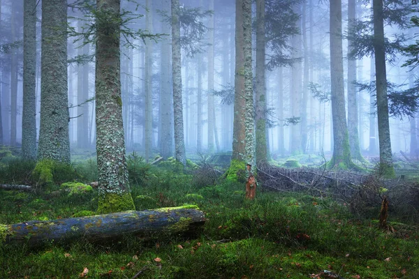 Темный туманный сосновый лес с мхом — стоковое фото