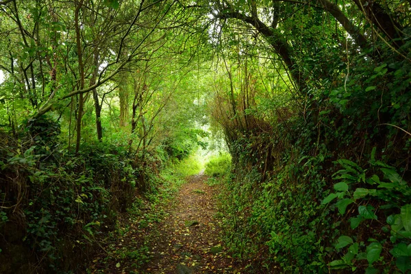 Tunnel-like footpath in a green hazel forest 