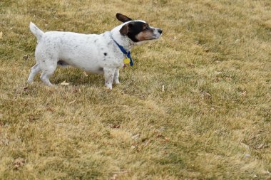 White rat terrier dog standing on green yellow grass about to bark.