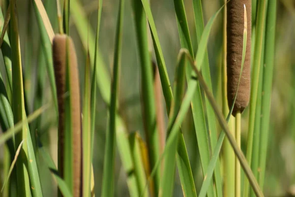 Cat Tails Grass Weeds Closeup View — Stock Photo, Image