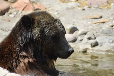 Boz ayı kıyıya yakın sularda güneşleniyor..