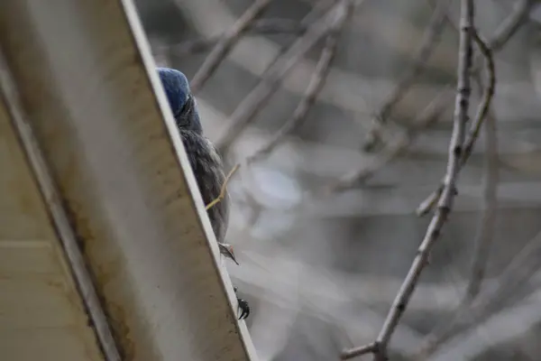 Bord Oiseau Bleu Assis Sur Gouttière Blanche Maison Pluie Jour — Photo