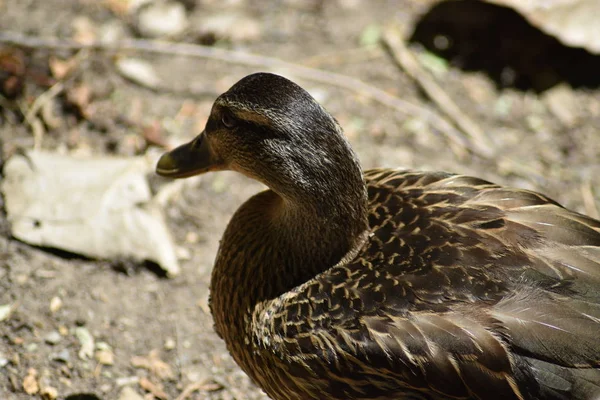 Canard Colvert Brun Gros Plan Tête Corps Regardant Loin Sur — Photo