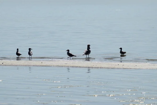 Küçük adada beş martı. Suda şerit oluşturuyor..