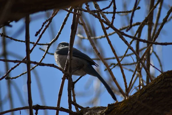 Oiseau Extérieur Bleu Avec Ventre Blanc Dormant Dans Nombreux Branches — Photo