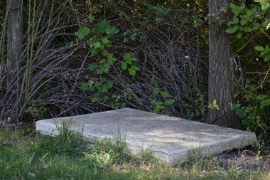 Ağaçların yanındaki çimenlikte dinlenen büyük çimento platformu.