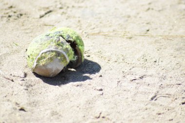 Yosunlu kumsalda yeşil yosunlu tenis topu.