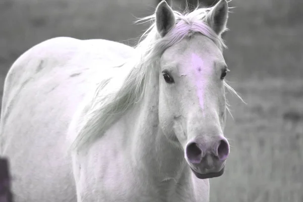 Cavalo Branco Com Nariz Ligeiramente Rosa Correndo Pasto Cinza — Fotografia de Stock