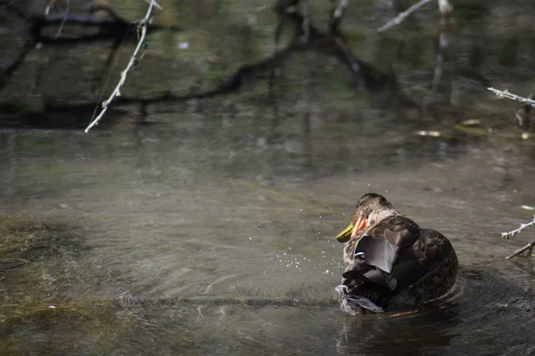 Humedal Pato Rascarse Cara Con Pie Palmeado Mientras Nada Agua — Foto de Stock