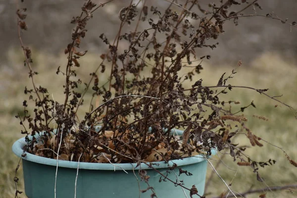Kahverengi yapraklar, dışarıdaki yeşil çaydanlıkta yetişiyor..