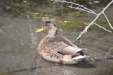 Bataklık suyunda dinlenen kahverengi yaban ördeği.