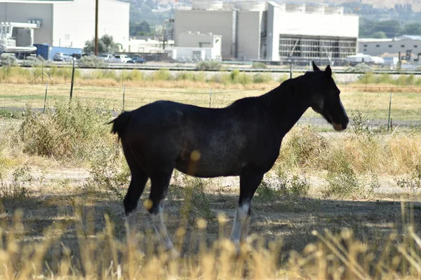 深褐色的马在黄色的牧场与遥远的建筑物 — 图库照片