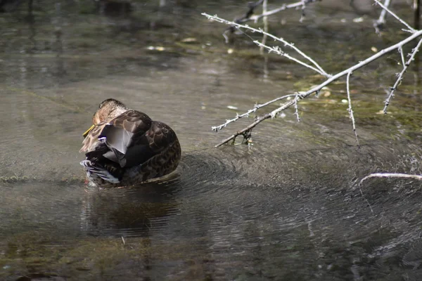 Lone Mallard Anka Brun Träsk Våtmark Letar Efter Mat — Stockfoto