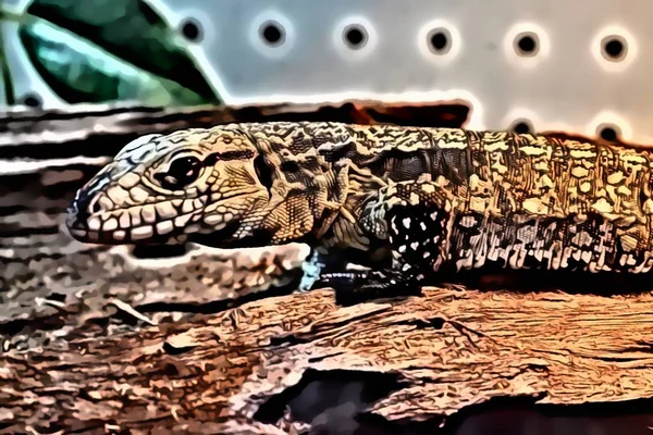 Black White Tegas Lizard Digital Illustration — Stock Photo, Image