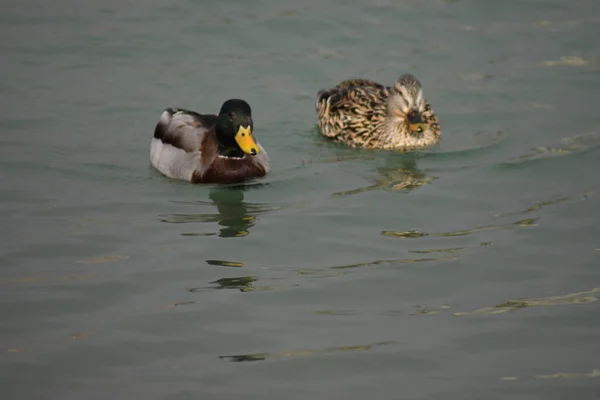 Dos Patos Nadando Juntos Estanque Natural — Foto de Stock