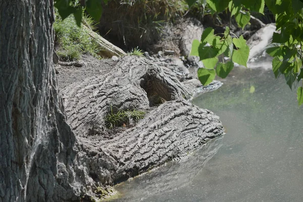 Gölet suyunun yanında büyüyen büyük ağaç kökleri..