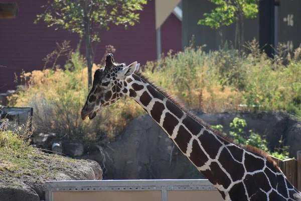 Uzun Boyunlu Zürafa Yerleşkede Yürüyor — Stok fotoğraf