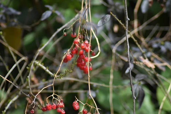 Wild Red Berries Hanging Vine Green Foliage Background — Stock Photo, Image