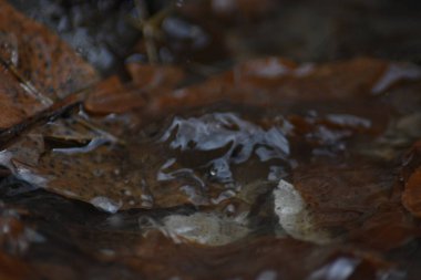 Gölde veya nehirde benekli kahverengi yapraklı buzlu sulu su. 