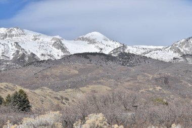 Gri ve kahverengi tepeleri olan beyaz karlı dağ, ölü ağaçlar, Evergreen 'ler, adaçayı çalıları ve bulutlu mavi gökyüzü.. 