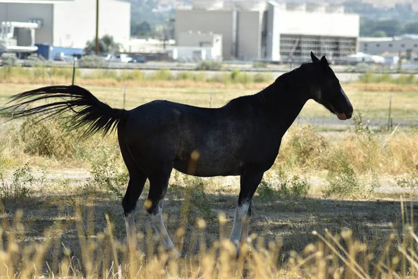 黑褐色的马 白腿白鼻子 站在牧场上 长着高大的黄草和杂草 后面是白色的工业建筑 — 图库照片