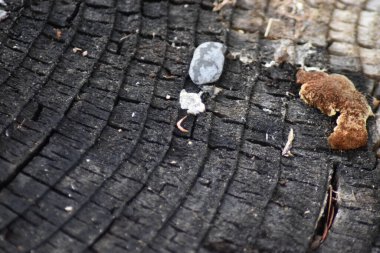 Ağaç gövdesinin üst kısmında kayalar ve diğer doğal büyümeler var..