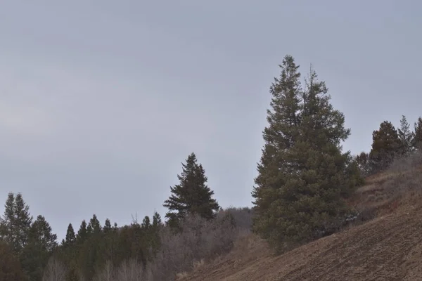 Brauner Hügel Mit Immergrünen Bäumen Abgestorbenen Winterbüschen Und Wolkenverhangenem Blauweißem — Stockfoto