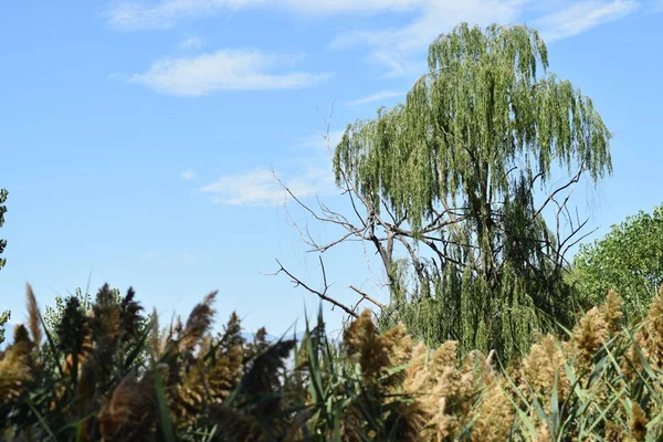 高大的柳树 有叶子 黄色植物 蓝天和白云 — 图库照片