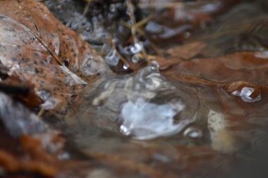 Kahverengi yapraklı soğuk suda buz. 