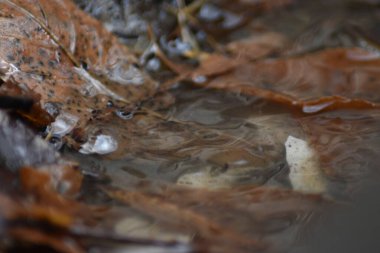 Donmuş buzlu su ve kışın ölü yapraklar.. 