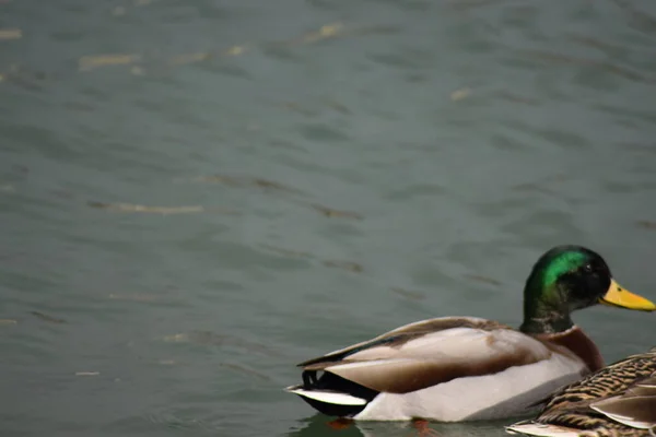 brown duck and mallard duck with white tail feathers, white and brown wings, emerald green head, and yellow beak floating and swimming on choppy gray water.