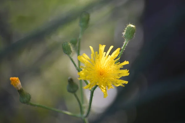 Gul Maskros Ogräs Vildblomma Med Spirande Blomma Stängda Gröna Knoppar — Stockfoto