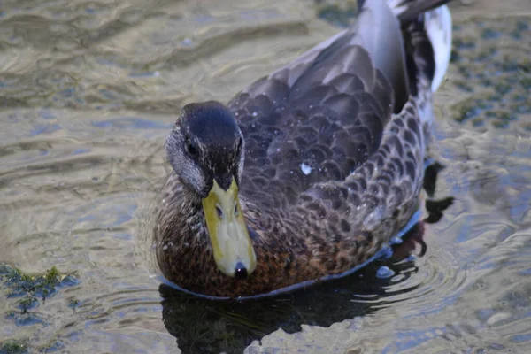 Pato Marrón Con Pico Amarillo Plumas Marrones Plumas Blancas Cola — Foto de Stock