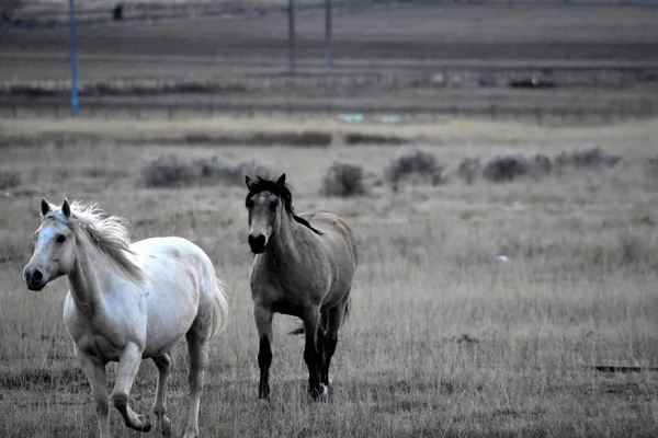 Beyaz at ve siyah yeleli kahverengi at çayırlarda koşuyor, adaçayı çalıları, arka planda ahşap telefon direkleri olan sarı otlar.. 