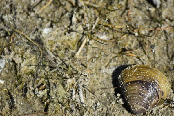 kahverengi ve sarı çizgili deniz kabuğu kahverengi ve sarı kumlar üzerinde kahverengi ve sarı bitkiler, çubuklar, dallar ve yabani otlar.