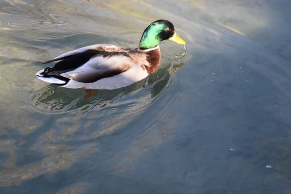 Green head mallard duck swimming in pond at sunset.