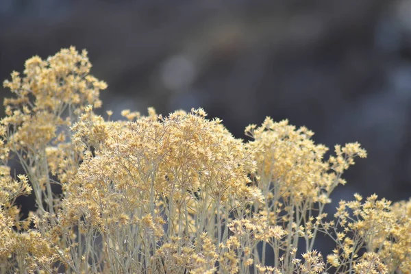 Дикие Цветы Желтой Травы Белыми Стеблями Размытым Темным Фоном — стоковое фото
