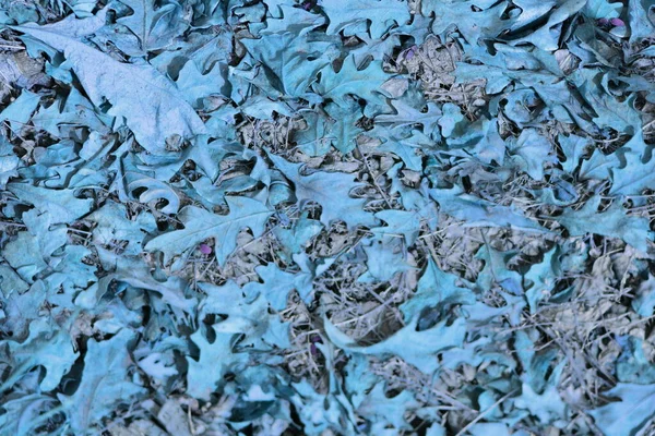 Mavi dökülen yaprakların deseni orman zemininde güneş parlıyor..