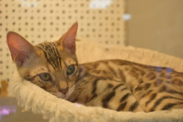 Beyaz kedi beşiğinde dinlenen sevimli Bengal kedisi..