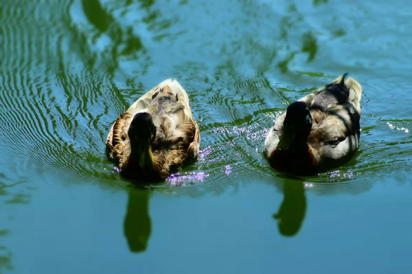 Två Gräsänder Simmar Grön Reflekterande Damm Med Mörka Huvuden — Stockfoto