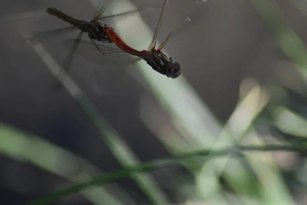 ドラゴンは日陰で緑の草の刃の上に交尾飛ぶ — ストック写真