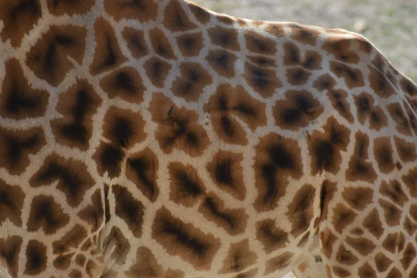 Textura Corporal Girafa Tom Dia Ensolarado — Fotografia de Stock