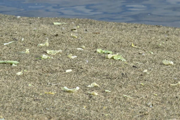 Hojas Lechuga Dispersas Enterradas Césped Junto Estanque —  Fotos de Stock