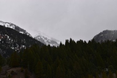 Yoğun çam ağaçları ve kış dağlarından oluşan rüzgarlı karanlık siluet manzarası.