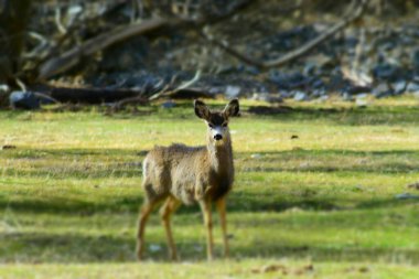 Yeşil çayır otlağında bir katır geyiği.