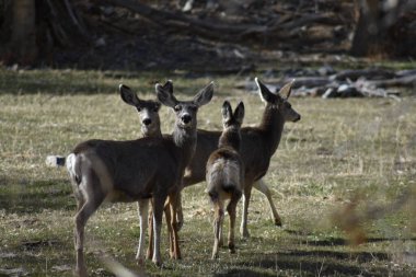 Çimenli dağlarda yürüyen dört ürkek katır geyiği..